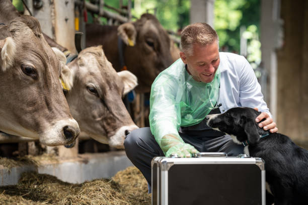 دامپزشکی مدرن و سلامت حیوانات در ۲۰۲۶ - طراحی سایت دامپزشکی