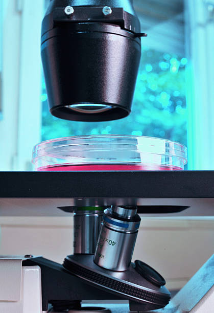 بهینهسازی سایت پزشکی برای آزمایشگاههای تشخیص طبی در یزد: افزایش دیده شدن و اعتماد