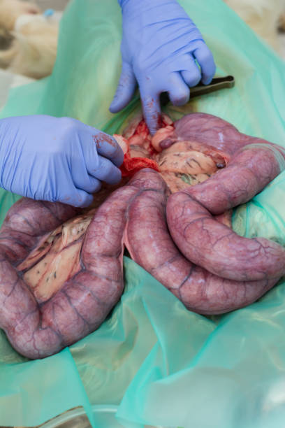 طراحی سایت پزشکی برای کلینیکهای فوق تخصص گوارش در تهران: راهکار نوین نوبتدهی آنلاین و جذب بیمار - تصویر میکروسکوپی از بافت پزشکی، مرتبط با تشخیص درمانی