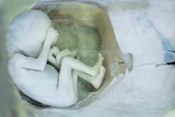 پیادهسازی CRM پزشکی و طراحی UX بیماران برای مراکز ناباروری و IVF در تهران: بهبود تجربه مراجعین 2026 - IVF، مراکز ناباروری