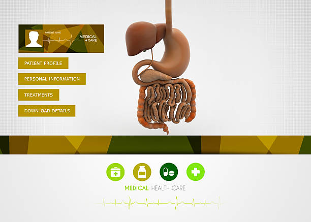 سیستم گوارش انسانی: محتوای آموزشی در وبسایت فوق تخصص گوارش و کبد