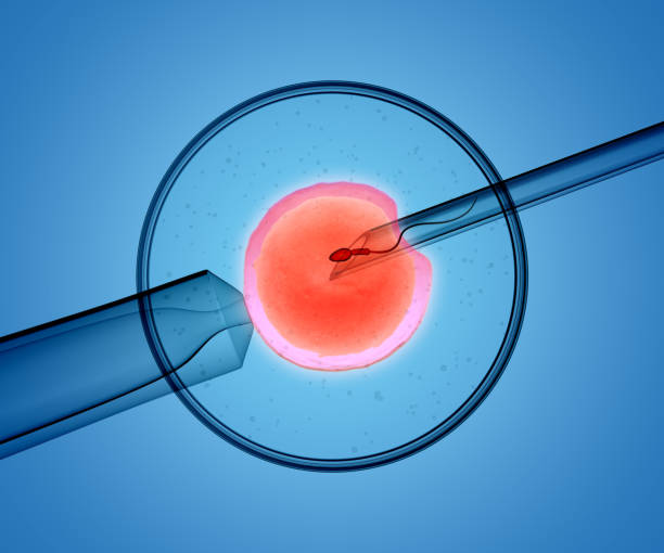 طراحی پرتال نوبتدهی آنلاین هوشمند برای مراکز ناباروری و IVF در اراک: جهش دیجیتال، افزایش مراجعین و بهبود تجربه بیماران توسط پینو سایت