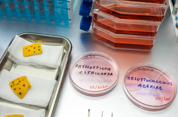 یکپارچهسازی CRM پزشکی و نرمافزارهای مدیریت برای آزمایشگاههای پاتوبیولوژی در مشهد - پاتوبیولوژی