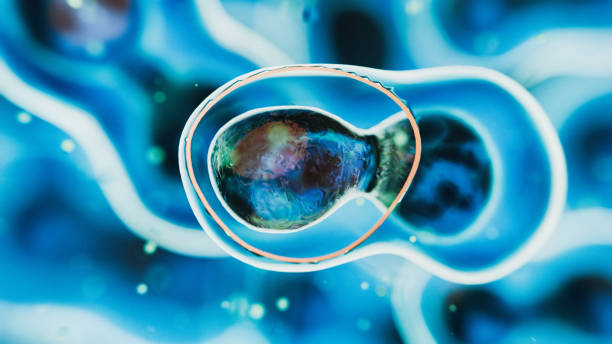 فناوریهای نوین و توسعه وب سلامت در مراکز ناباروری IVF - سلولهای بنیادی