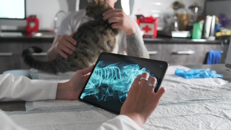 توسعه وب و سئو سایت دامپزشکان: دامپزشک در حال نمایش عکس رادیولوژی به صاحب حیوان خانگی در کلینیک دامپزشکی. این تصویر اهمیت وبسایتهای درمانی را برای دسترسی آنلاین دامپزشکی نشان میدهد.