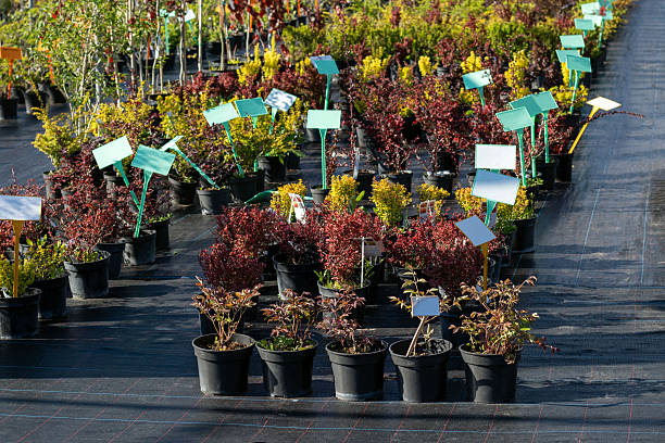 عرضه نهال جوان در گلخانه، آگهی کشاورزی و خرید عمده در فروشیاب