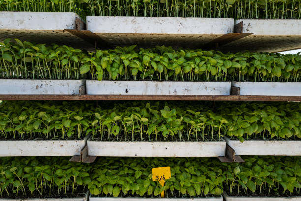 خرید و فروش عمده بذر و نهال در فروشیاب | کاشت ریحان برای کشاورزی عمده و آگهی تجاری