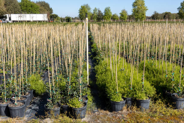 فروش‌یاب و فرصت‌های خرید و فروش عمده نهال - خرید مستقیم از فروشنده در فروش‌یاب