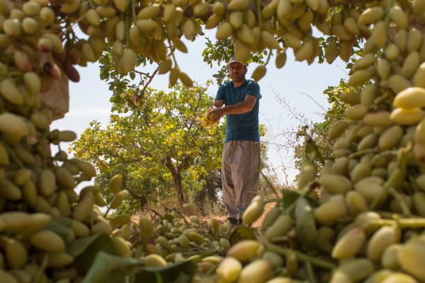 اهمیت خرید مستقیم پسته اکبری از مبدأ | فروشیاب: پلی میان باغداران و خریداران عمده پسته اکبری - تصویر کارگر در حال جمعآوری پسته | فروشیاب، خرید و فروش عمده، آگهی تجاری
