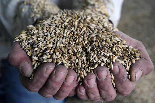 غلات و حبوبات: خرید و فروش عمده غلات و حبوبات | فروشیاب، خرید و فروش عمده، آگهی تجاری