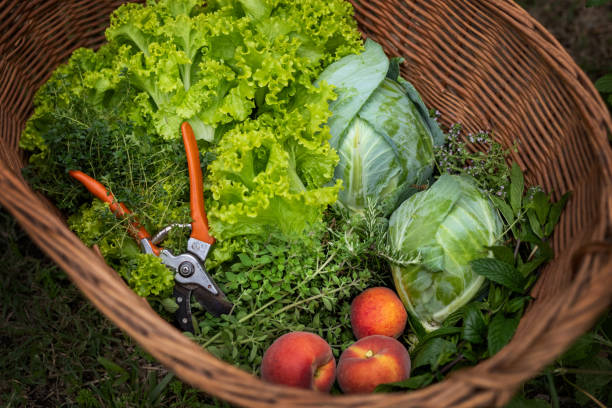 فروش فوری محصولات کشاورزی و باغی | محصولات باغی تازه، خرید و فروش عمده، فروشیاب