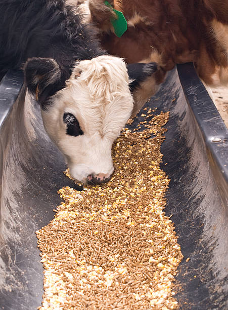 دامپروری و خوراک دام عمده | قیمت رقابتی در فروش‌یاب | خرید عمده خوراک دام