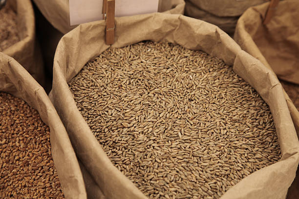 خرید عمده غلات تازه در فروشیاب | فروش مستقیم از کشاورز