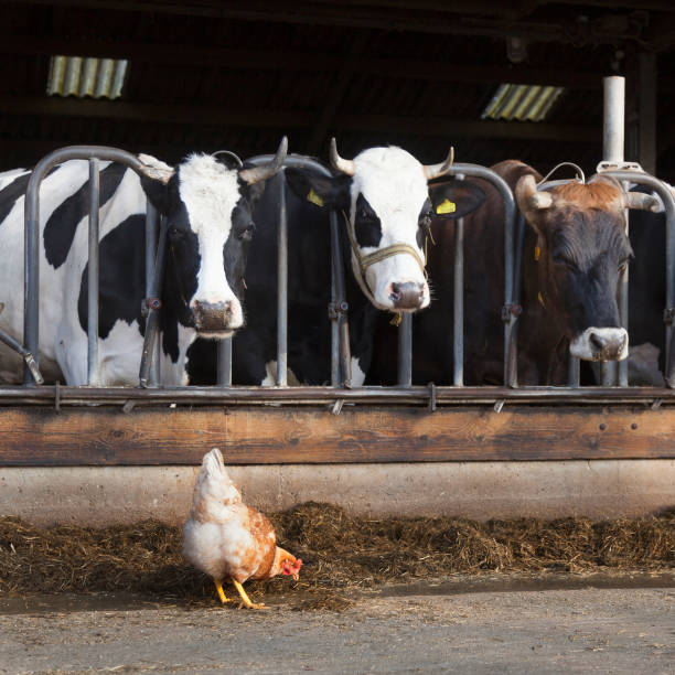 دامپروری: خرید و فروش عمده مواد پروتئینی با کیفیت بالا در فروش‌یاب - خرید و فروش عمده - آگهی تجاری