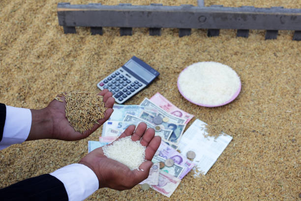 سرمایه گذاری و کسب درآمد از برنج هاشمی | فروشیاب برای خرید و فروش عمده