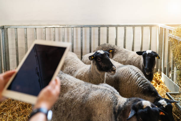 بازار آنلاین دام و طیور با فروش‌یاب | خرید و فروش عمده