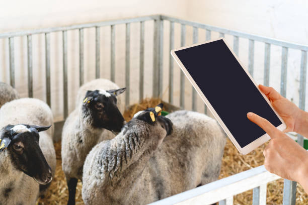 فروشیاب، فروش دامپروری آنلاین، ثبت آگهی، بازار عمده فروشان