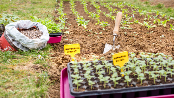 خرید عمده بذر و نهال با بهترین کیفیت در فروش‌یاب – خرید مستقیم از فروشنده – نیازمندی‌های تجاری