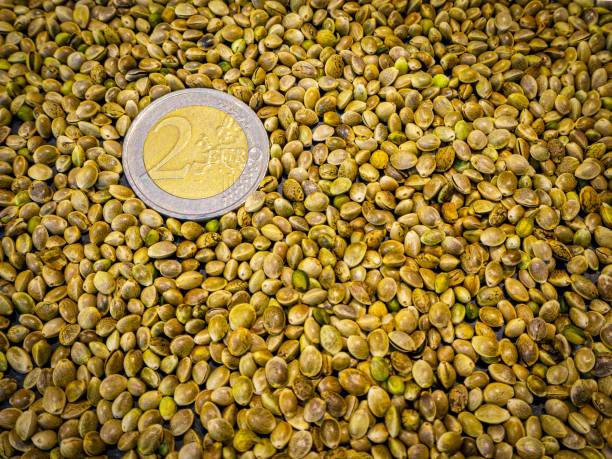 تامین کننده پسته اکبری – فرصتهای خرید و فروش عمده در نیازمندیهای تجاری فروشیاب