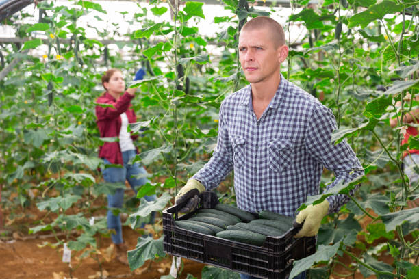 کشاورز در حال حمل جعبه خیار - فروشیاب، خرید و فروش عمده، آگهی تجاری