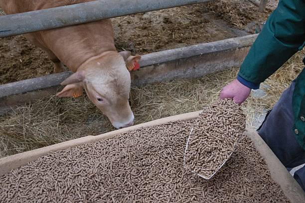 دامپروری و خوراک دام عمده | قیمت رقابتی در فروش‌یاب | بازار عمده فروشان