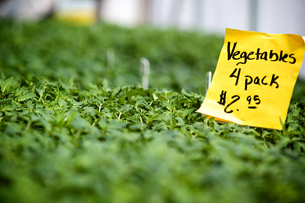 نهالستان و انواع گیاهان، فروش نهال عمده با قیمت رقابتی در فروشیاب