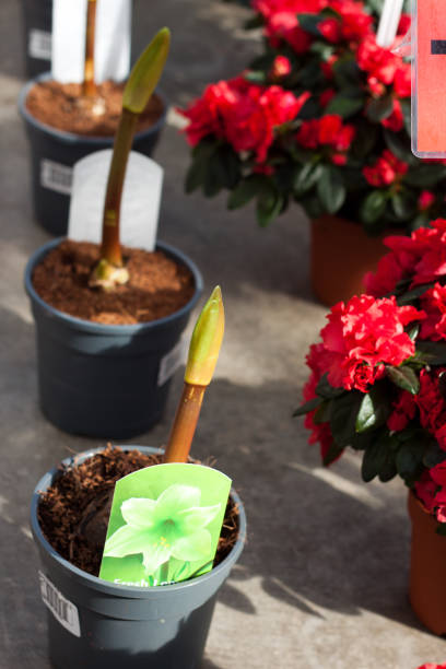 ثبت آگهی نهال عمده، فروش‌یاب کشاورزی، خرید و فروش عمده بذر