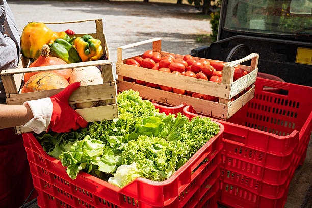 ثبت آگهی محصولات کشاورزی در فروش‌یاب | خرید و فروش عمده | آگهی تجاری