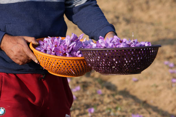 برداشت زعفران، مزارع زعفران | فروش عمده زعفران، خرید مستقیم از فروشنده، فروشیاب