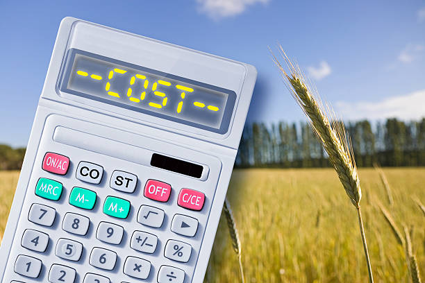 کشاورزی: خرید و فروش عمده محصولات کشاورزی | قیمت مستقیم و رقابتی گندم در فروشیاب