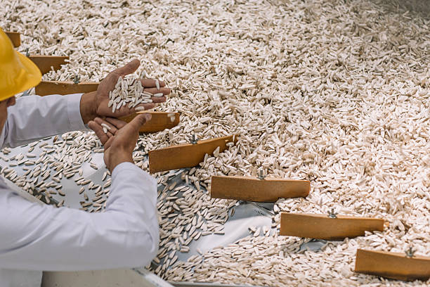 خرید عمده خشکبار و میوه خشک | بازار عمده فروشان در فروشیاب