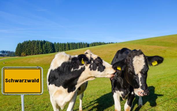 آگهی تخصصی کشاورزی و دامپروری: جذب خریداران واقعی در فروشیاب، خرید و فروش عمده، آگهی تجاری