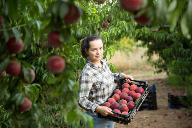 فروش مستقیم میوه از باغدار در فروش‌یاب | آگهی عمده فروشی میوه و صیفی