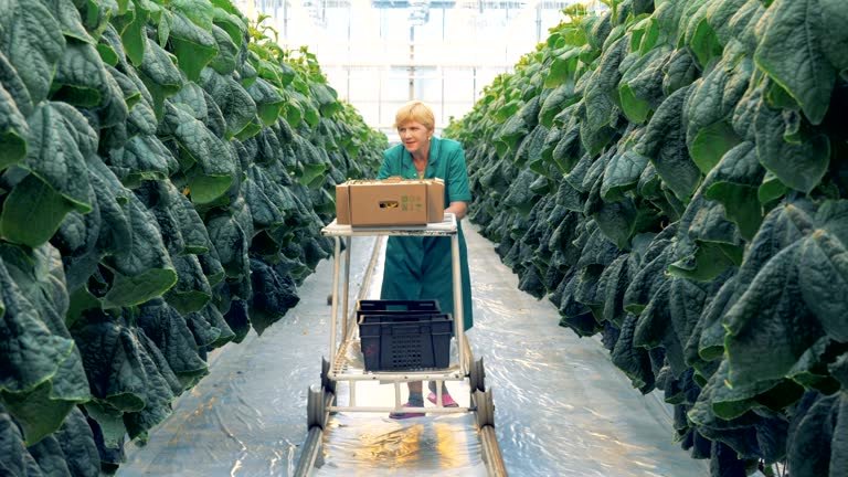 کشاورز در حال برداشت خیار از مزرعه - خرید و فروش عمده میوه و صیفیجات، فروشیاب، خرید مستقیم، آگهی تجاری