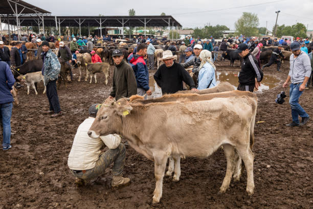 دامپروری: خرید و فروش دام زنده و فرآورده‌های دامی | آگهی‌های تخصصی در فروش‌یاب، بازار عمده فروشان، قیمت رقابتی