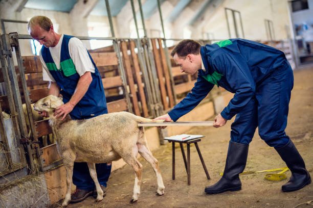 دامپروری: خرید و فروش دام زنده و فرآورده‌های دامی | آگهی‌های تخصصی در فروش‌یاب، فروش‌یاب، خرید و فروش عمده