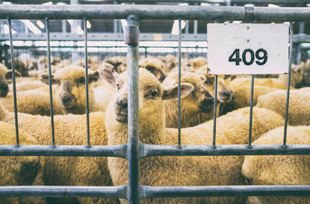 بازار تخصصی دامپروری و مواد پروتئینی در فروشیاب | خرید و فروش عمده آگهی تجاری