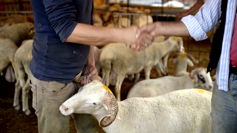 خرید و فروش عمده دام و طیور در فروش‌یاب | ثبت آگهی تجاری