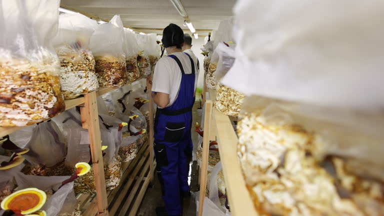 محصولات کشاورزی با ارزش، خرید و فروش عمده، آگهی تجاری در فروش‌یاب