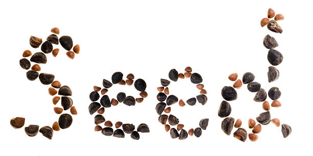 آگهی بذر و نهال در سامانه فروش‌یاب - فروش‌یاب، خرید و فروش عمده، آگهی تجاری