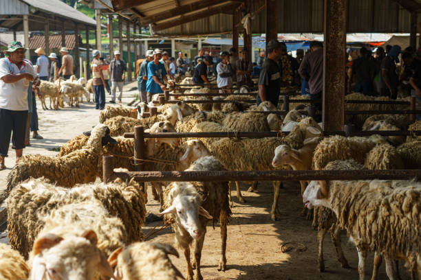 بازار عمده دام، خرید مستقیم دام، فروشیاب، آگهی تجاری