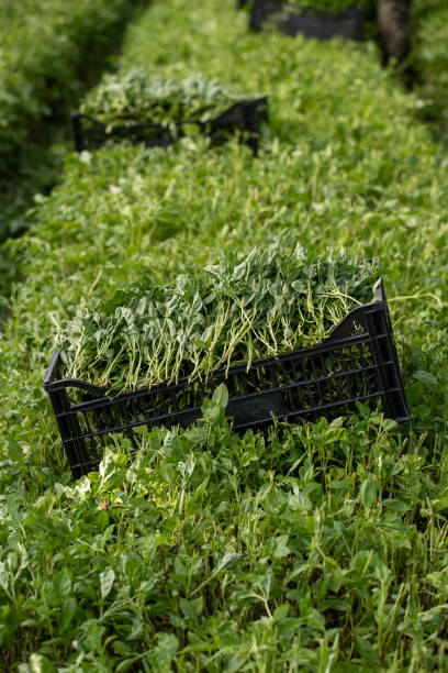 کشاورزی عمده در فروشیاب: خرید و فروش مستقیم محصولات کشاورزی با بهترین قیمت - آگهی عمده فروشی