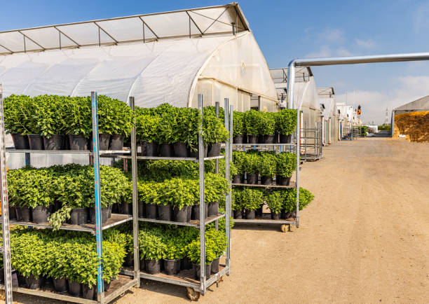 قفسه‌های گل داوودی گلدانی آماده فروش عمده | فروش‌یاب، ثبت آگهی، خرید عمده