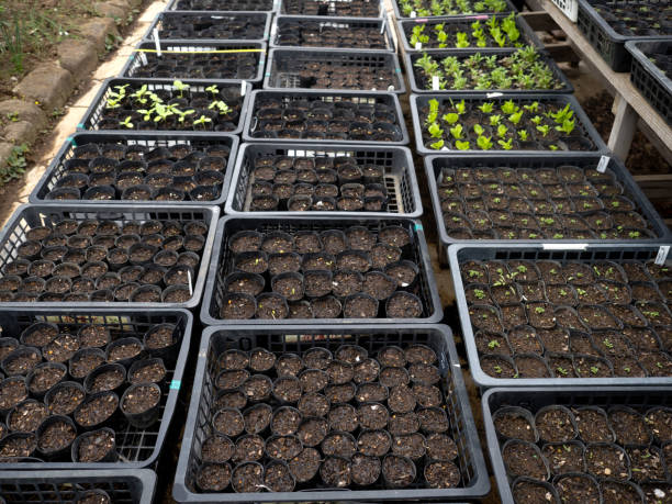 تجارت بذر و نهال عمده در فروش‌یاب | خرید و فروش عمده