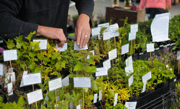 بذر و نهال عمده | نهالستان و گلخانه | خرید و فروش عمده کشاورزی