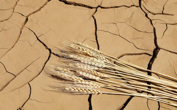 تامین کننده خشکبار در فروشیاب: فرصتهای خرید و فروش عمده برای خشکرانی و غلات