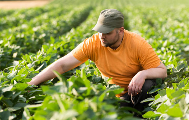 کشاورز در مزرعه | صیفیجات مستقیم از کشاورز و فروش عمده محصولات کشاورزی در فروشیاب