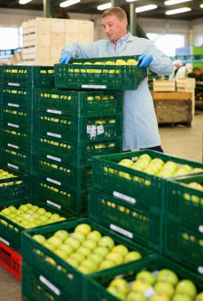 کارگر در خط سورتینگ سیب تازه – کیفیت و دقت در خرید و فروش عمده محصولات کشاورزی در فروشیاب