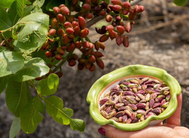 خرید عمده پسته احمدآقایی فله | فروش‌یاب، خرید و فروش عمده، آگهی تجاری