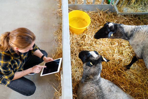 آگهی خرید و فروش دام زنده و فرآورده‌های دامی در فروش‌یاب – خرید مستقیم از فروشنده و فروش عمده